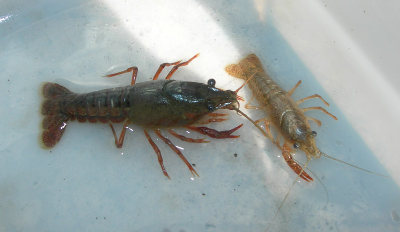 Procambarus clarkii